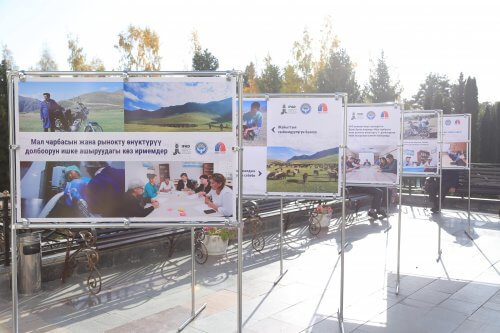 Информационная поддержка проекта «Развитие животноводства и рынка-1»